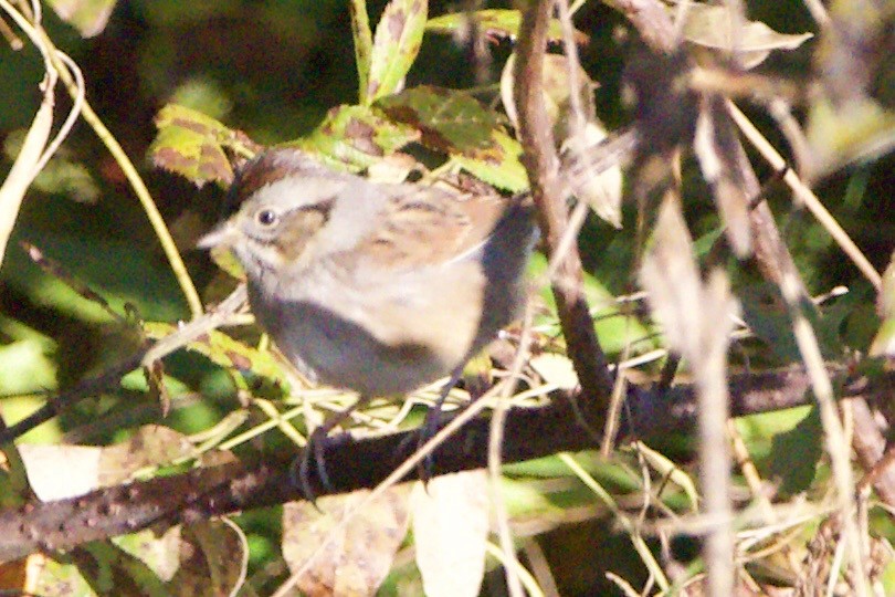 Swamp Sparrow - ML610155834