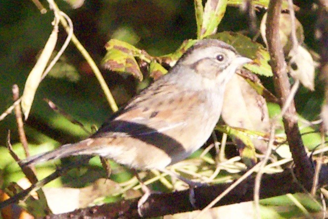 Swamp Sparrow - ML610155835