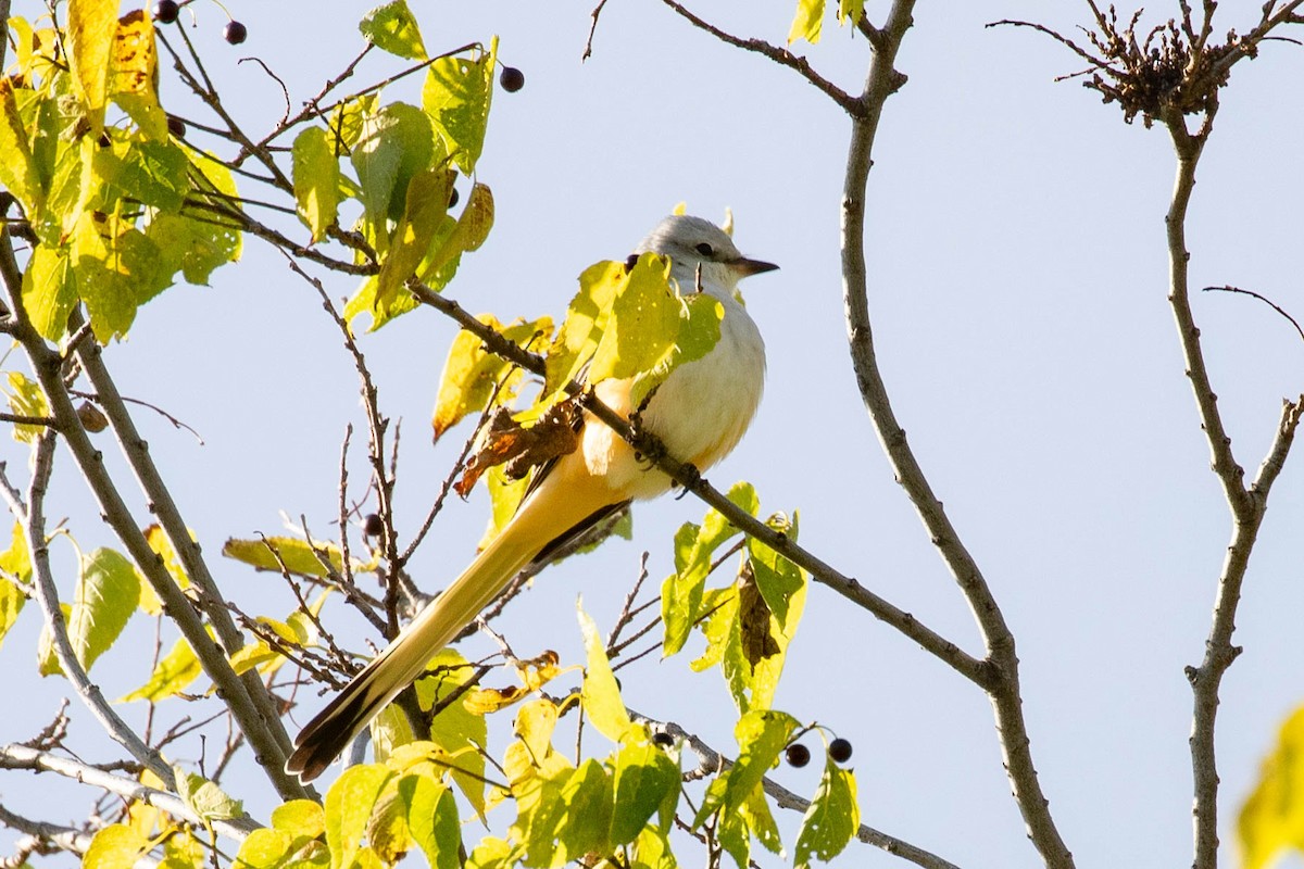 Scissor-tailed Flycatcher - ML610155841