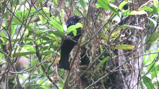 Hair-crested Drongo (Bornean) - ML610155862