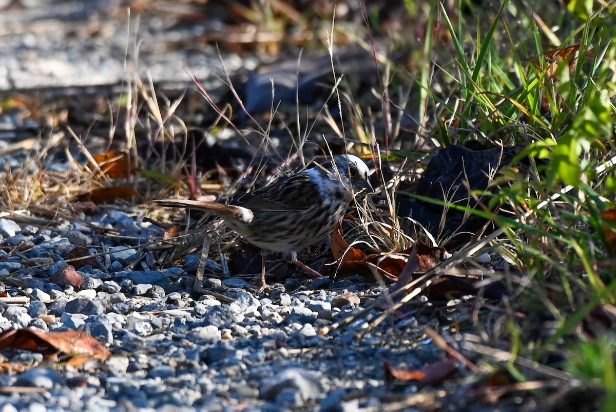 Song Sparrow - Patty Masten