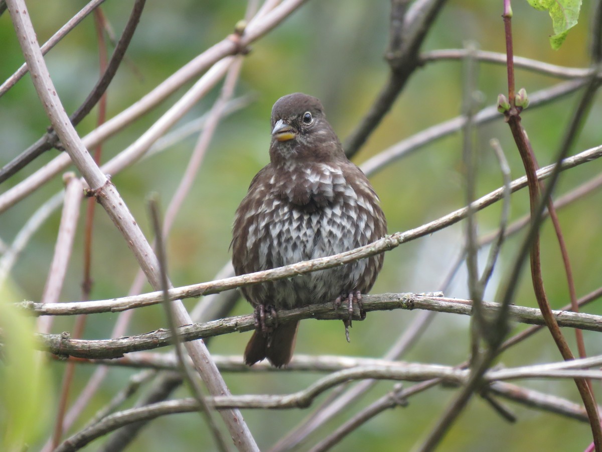 Fox Sparrow (Sooty) - ML610155977