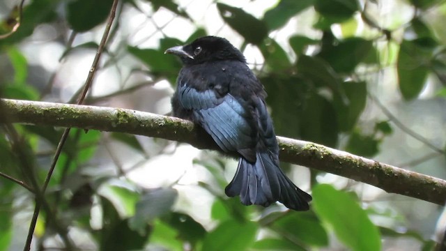 Drongo Crestudo (borneensis) - ML610156035