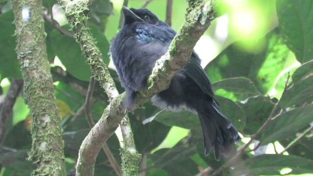 Hair-crested Drongo (Bornean) - ML610156036