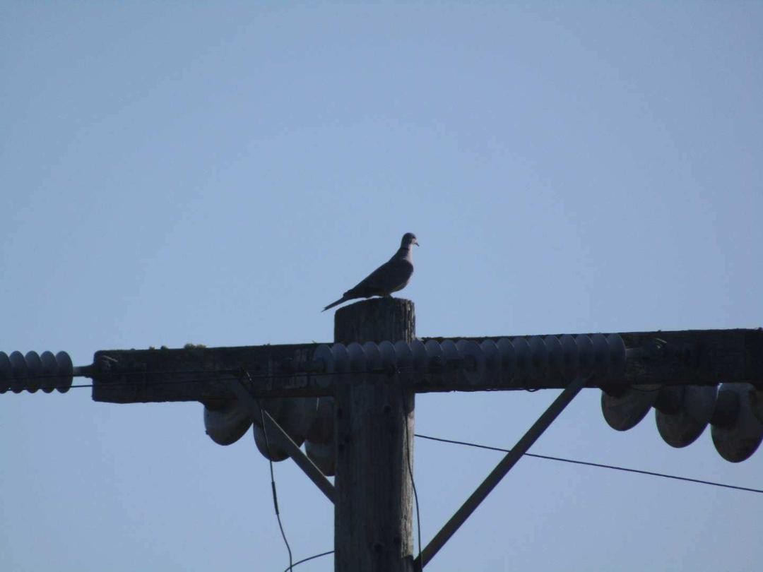 Eurasian Collared-Dove - ML610156037