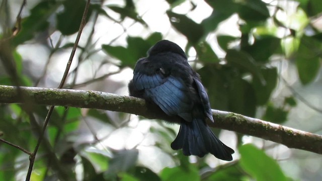 Drongo à crinière (borneensis) - ML610156133