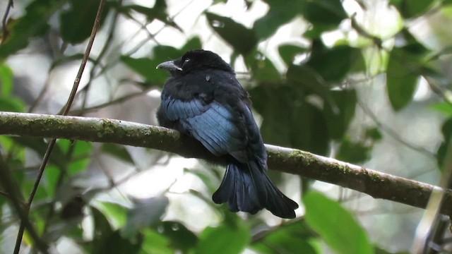 Drongo à crinière (borneensis) - ML610156134