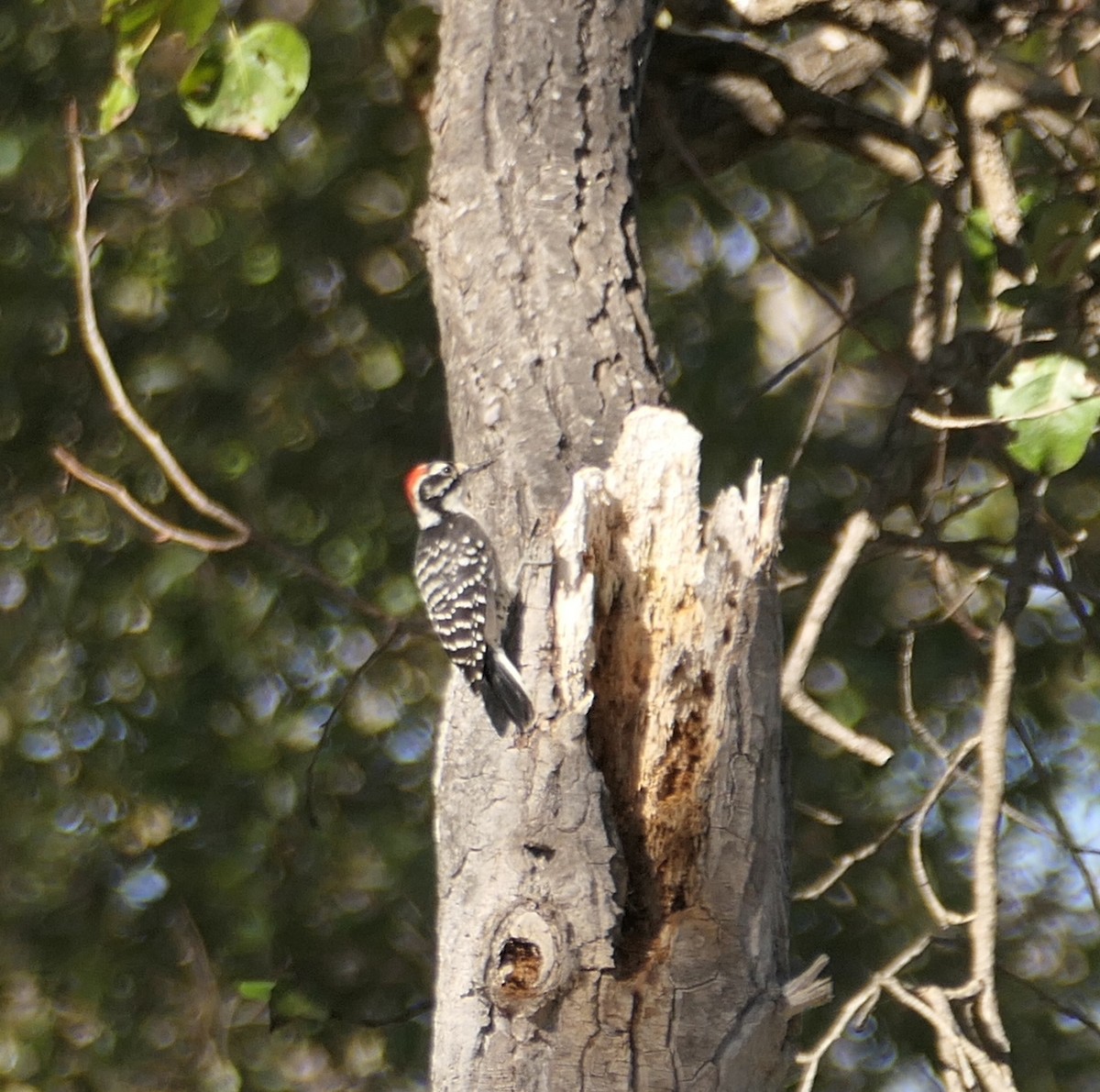Nuttall's Woodpecker - ML610156161