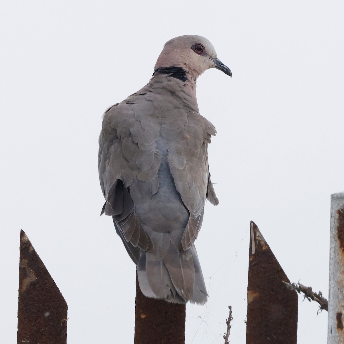 Red-eyed Dove - ML610156312