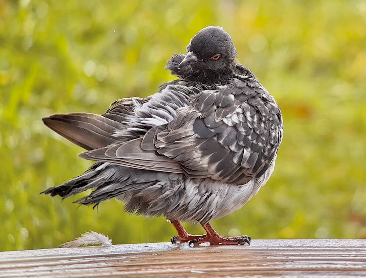 Pigeon biset (forme domestique) - ML610156345