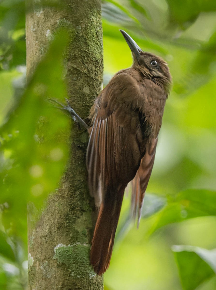 Plain-brown Woodcreeper - ML610156374