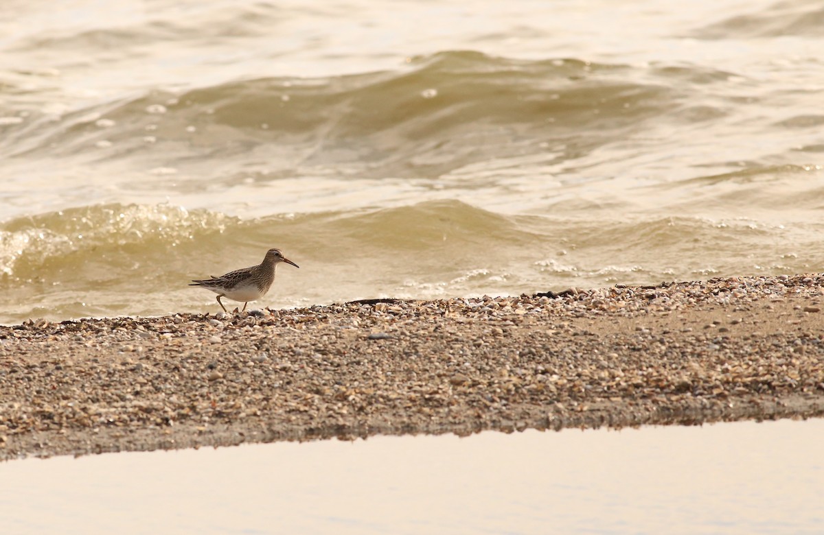 Pectoral Sandpiper - ML610156375