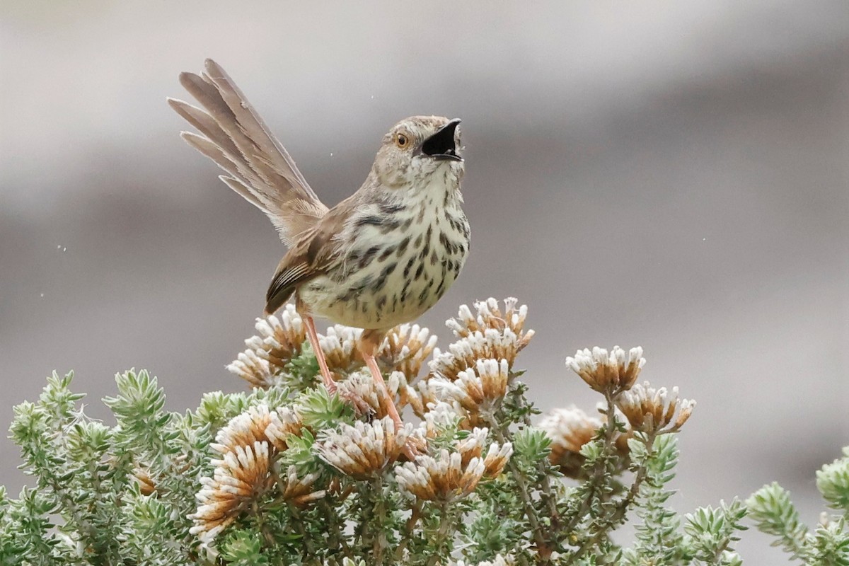 Karoo Prinia - John Mills