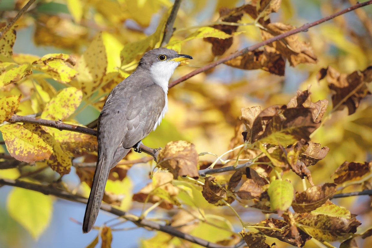 Yellow-billed Cuckoo - ML610156443