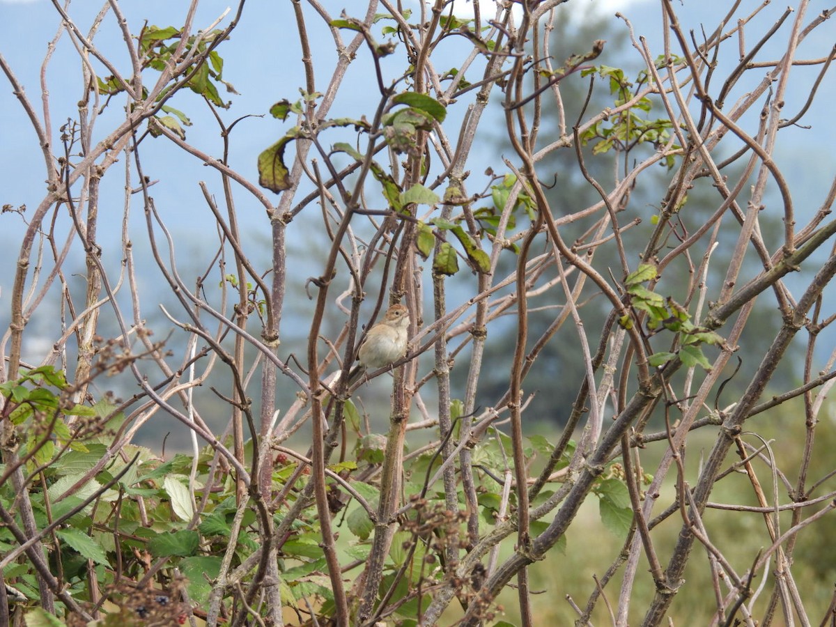 Brewer's Sparrow - ML610156456