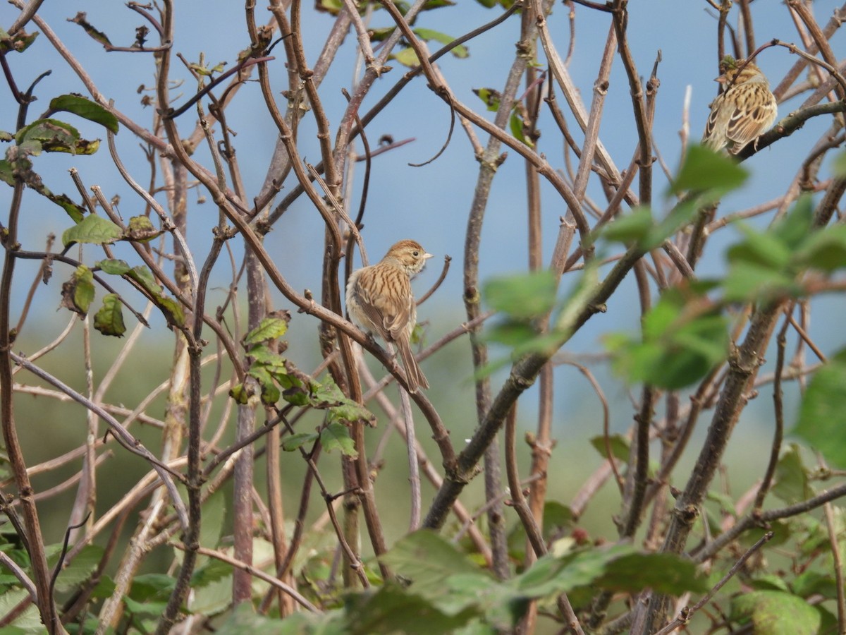 Brewer's Sparrow - ML610156457