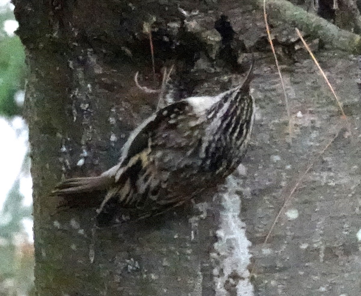 Brown Creeper - ML610156642