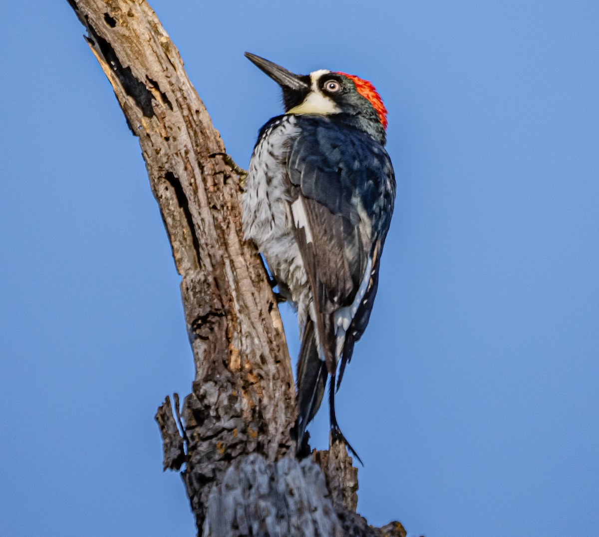Acorn Woodpecker - ML610156681