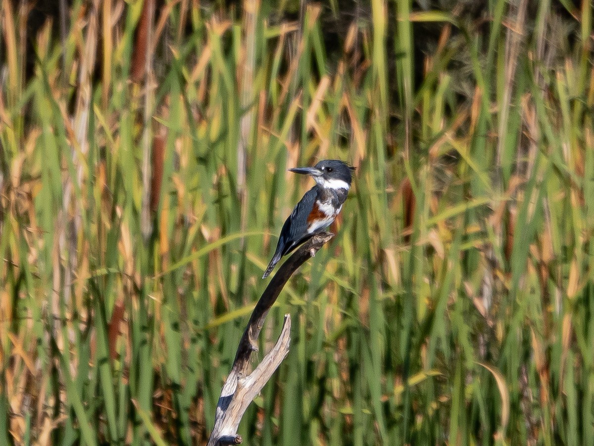 Belted Kingfisher - ML610156684