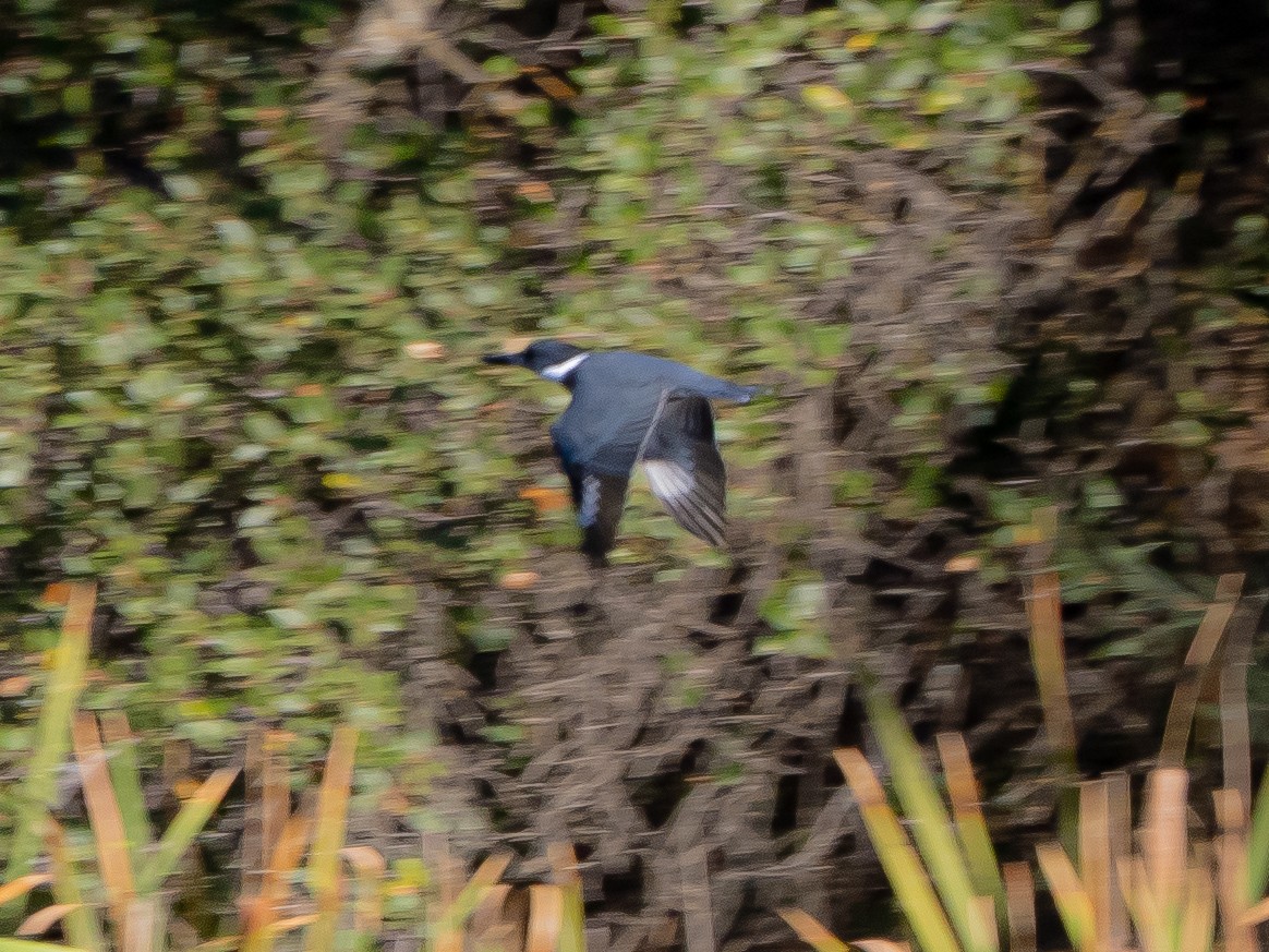 Belted Kingfisher - ML610156685