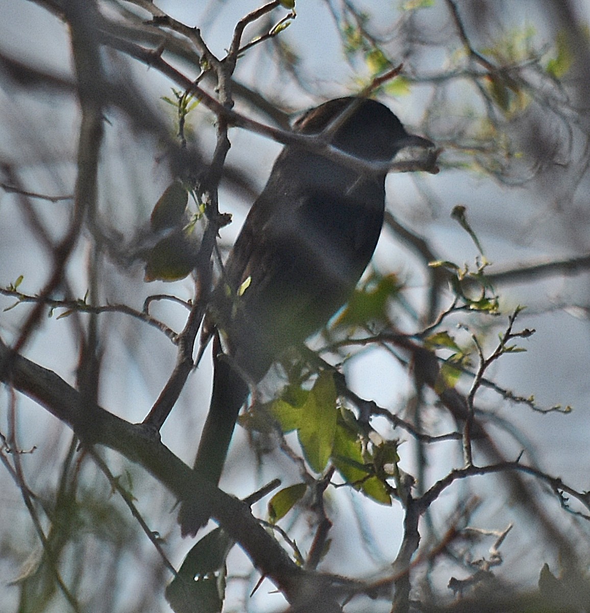 White-winged Black-Tyrant - ML610156727