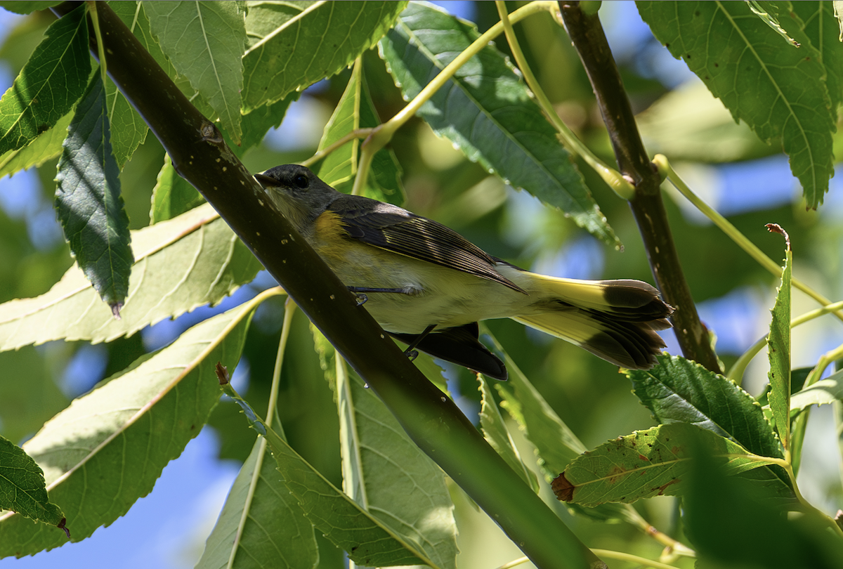 American Redstart - ML610156753