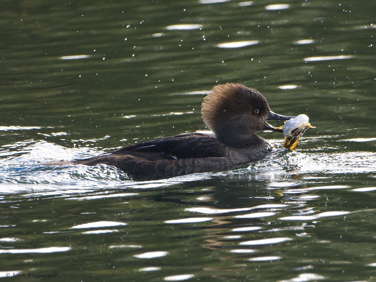 Hooded Merganser - John Riegsecker