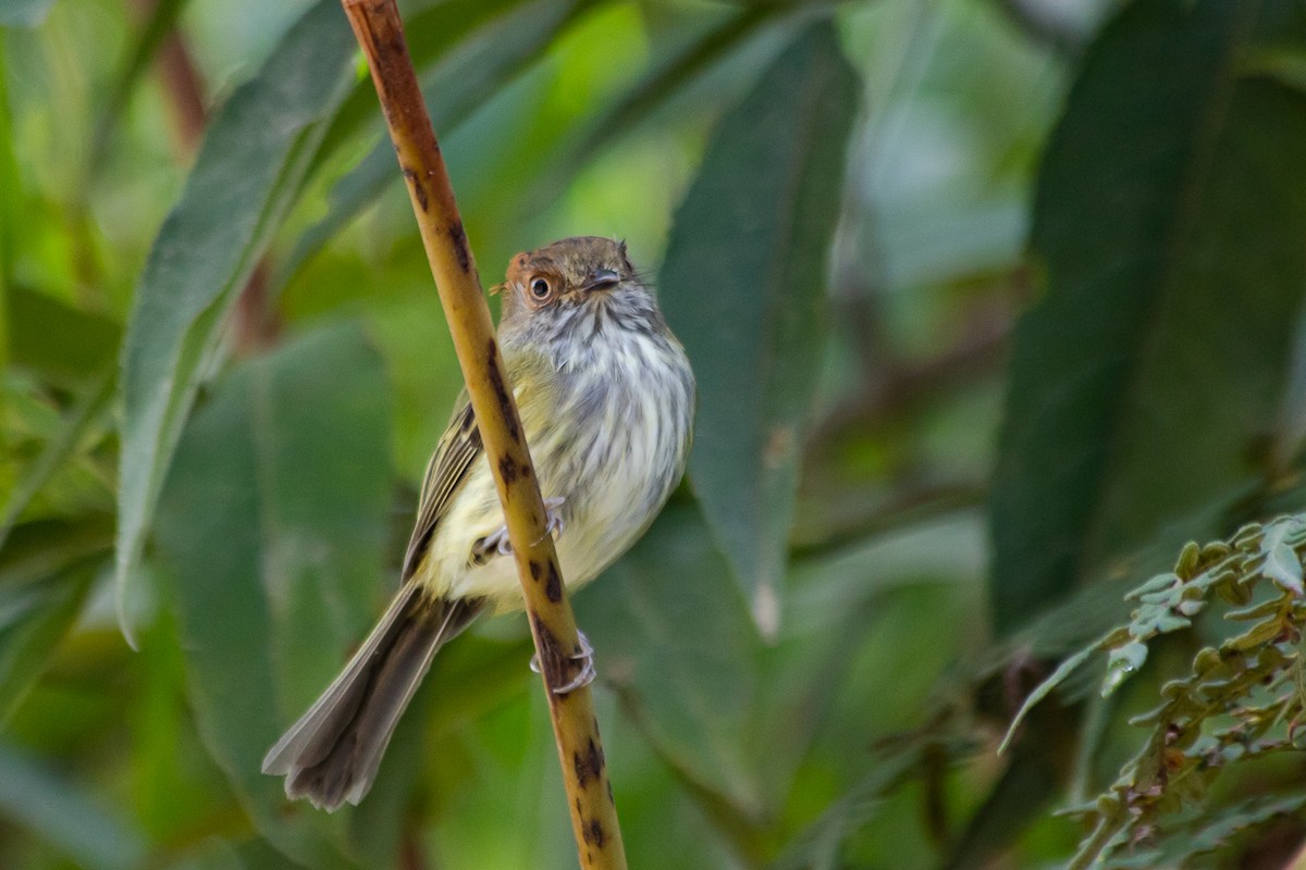 Scale-crested Pygmy-Tyrant - Claudia Andrea Posada Palacio