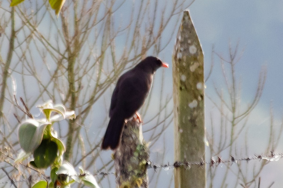 Great Thrush - Claudia Andrea Posada Palacio