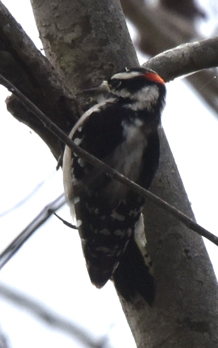 Hairy Woodpecker - ML610156807