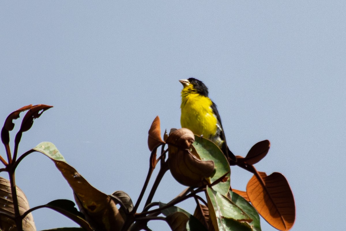 Lesser Goldfinch - Claudia Andrea Posada Palacio