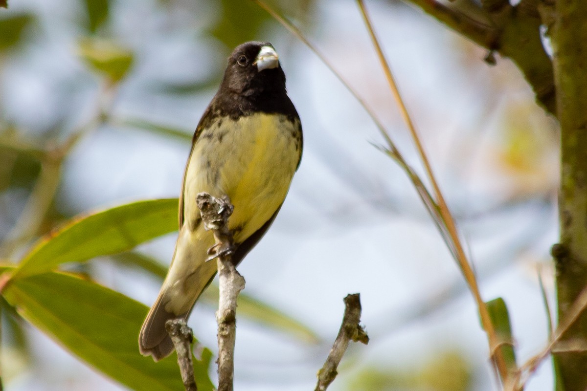 Yellow-bellied Seedeater - Claudia Andrea Posada Palacio