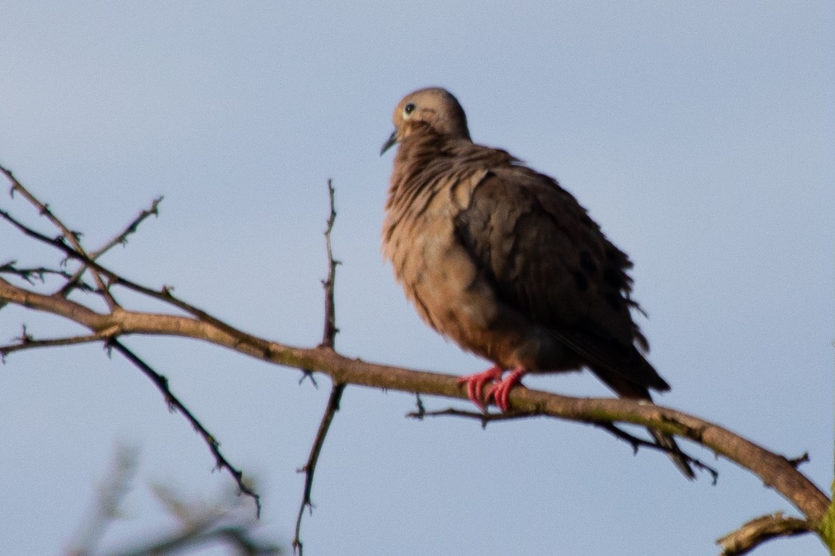 Eared Dove - Claudia Andrea Posada Palacio