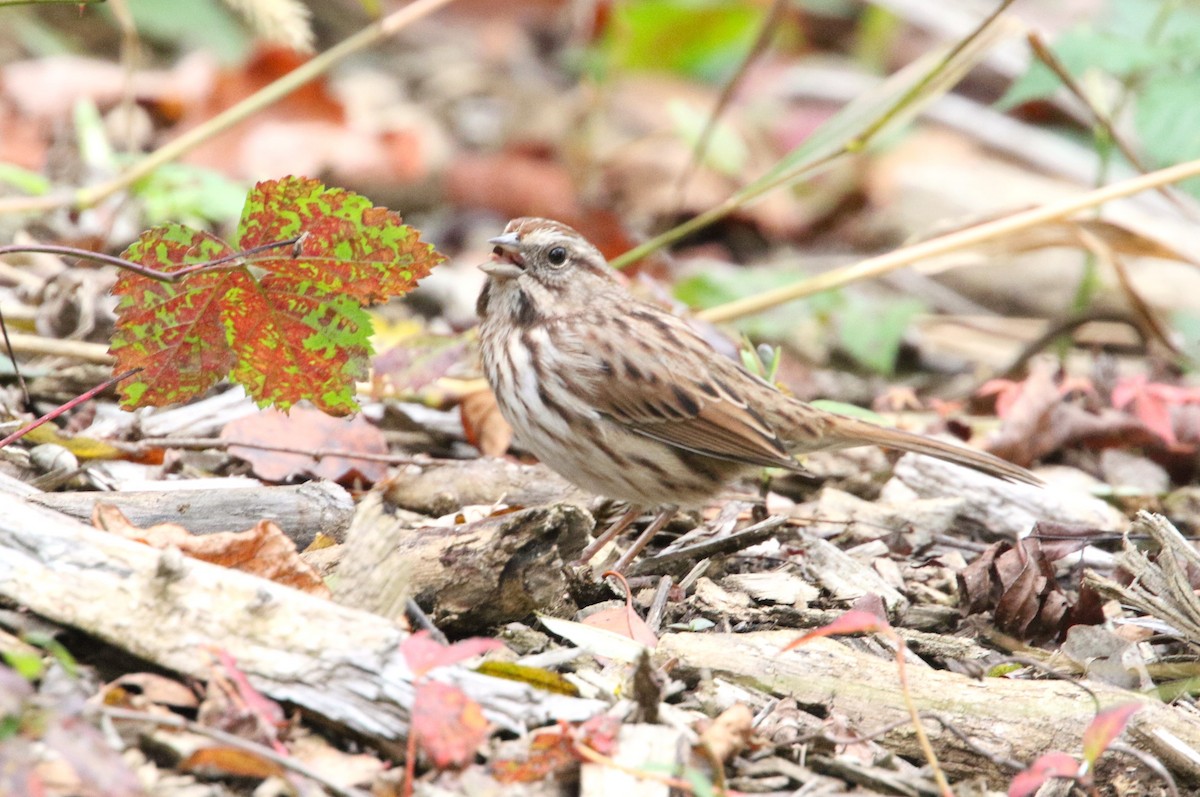 Song Sparrow - ML610156958