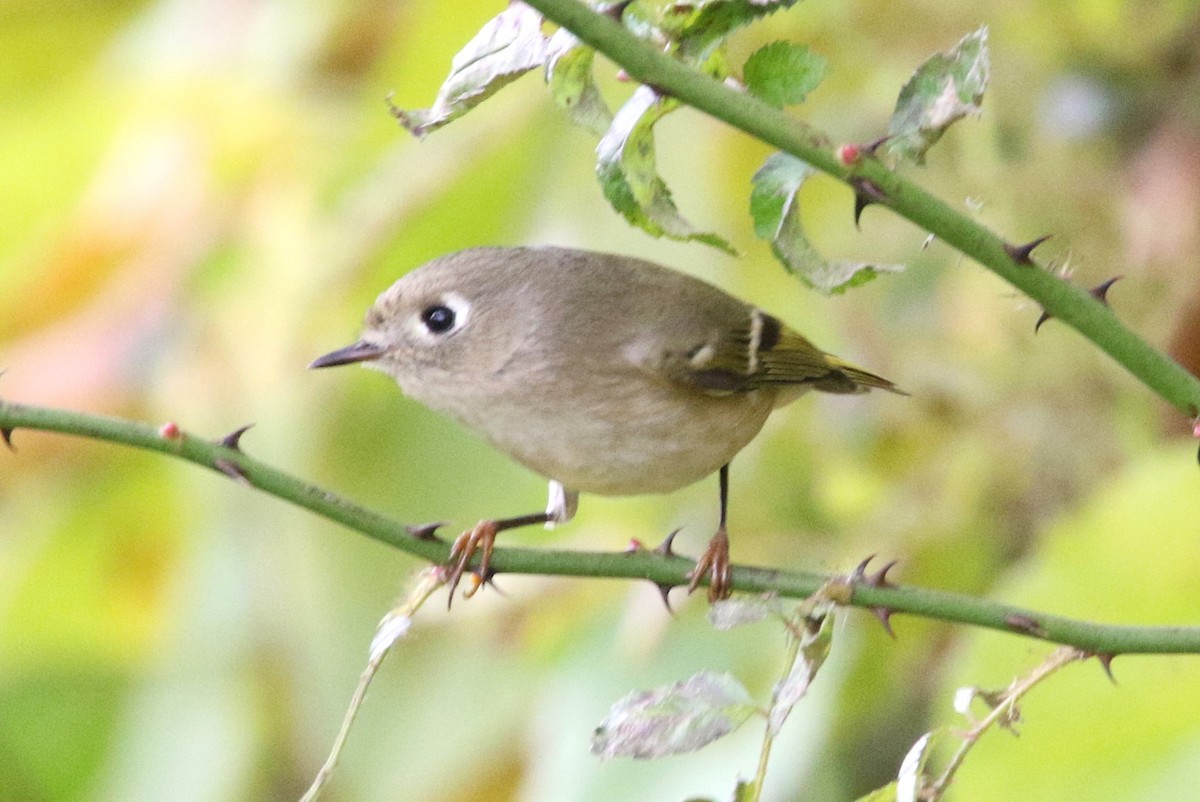 Ruby-crowned Kinglet - ML610156968