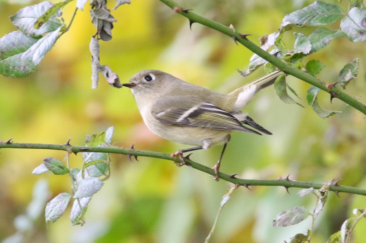 Ruby-crowned Kinglet - Ken Nisly