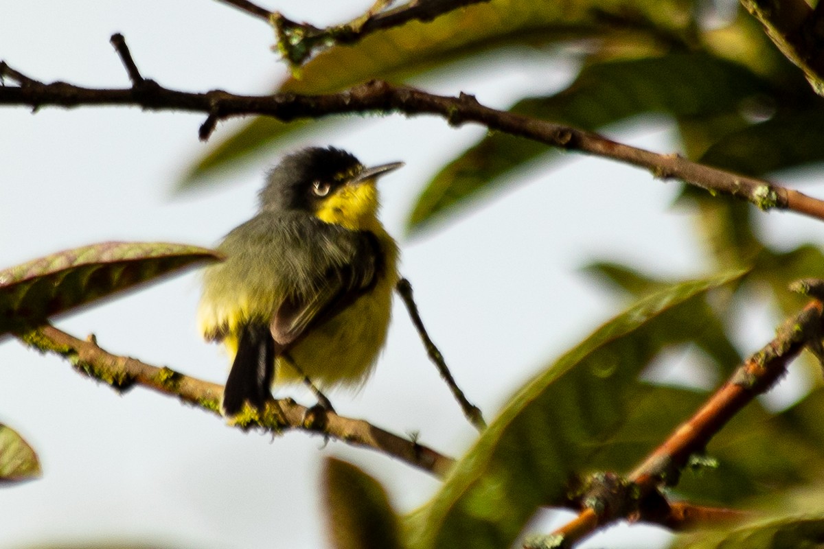 Common Tody-Flycatcher - Claudia Andrea Posada Palacio