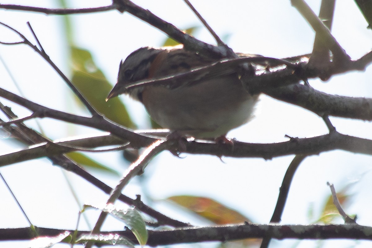 Rufous-collared Sparrow - Claudia Andrea Posada Palacio