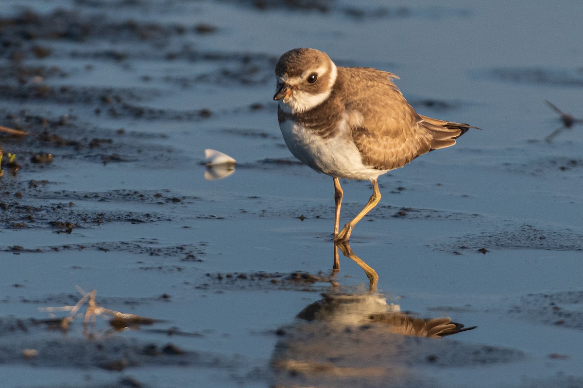 Semipalmated Plover - ML610157137