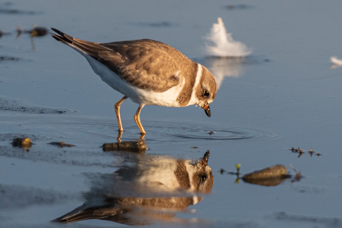 Semipalmated Plover - ML610157138