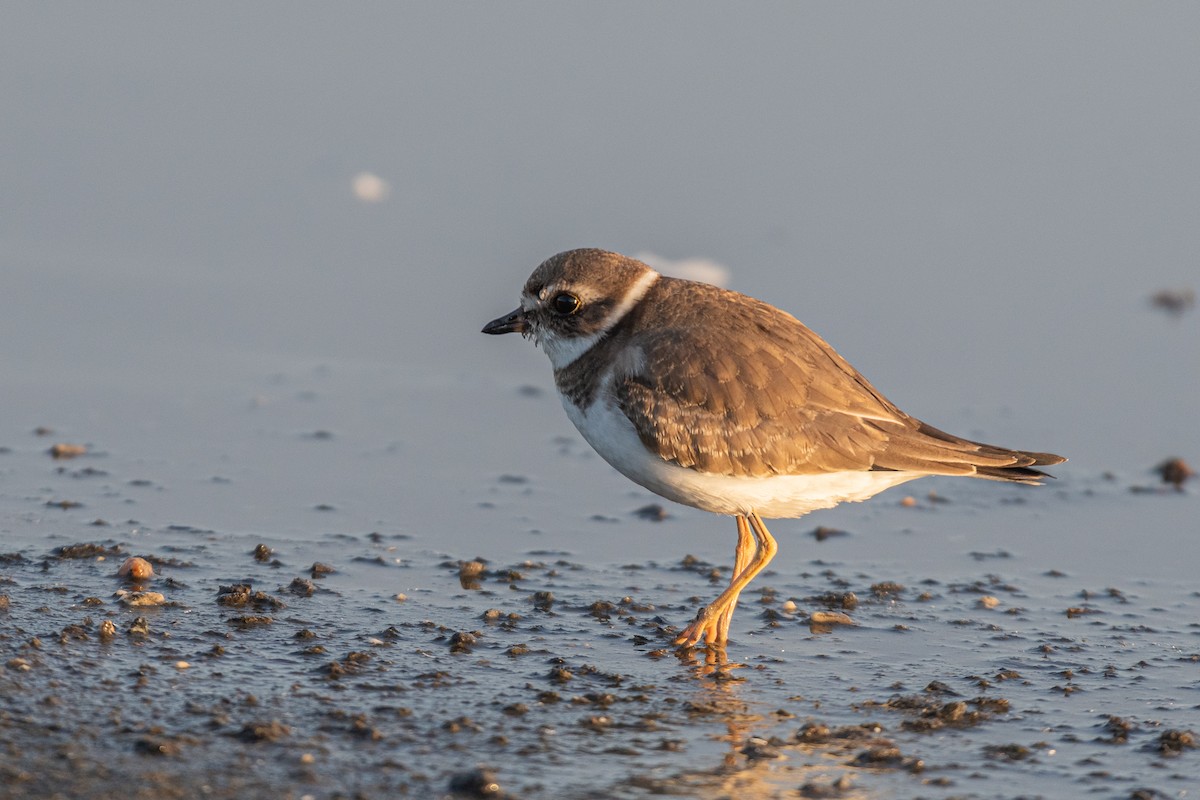 Semipalmated Plover - ML610157139