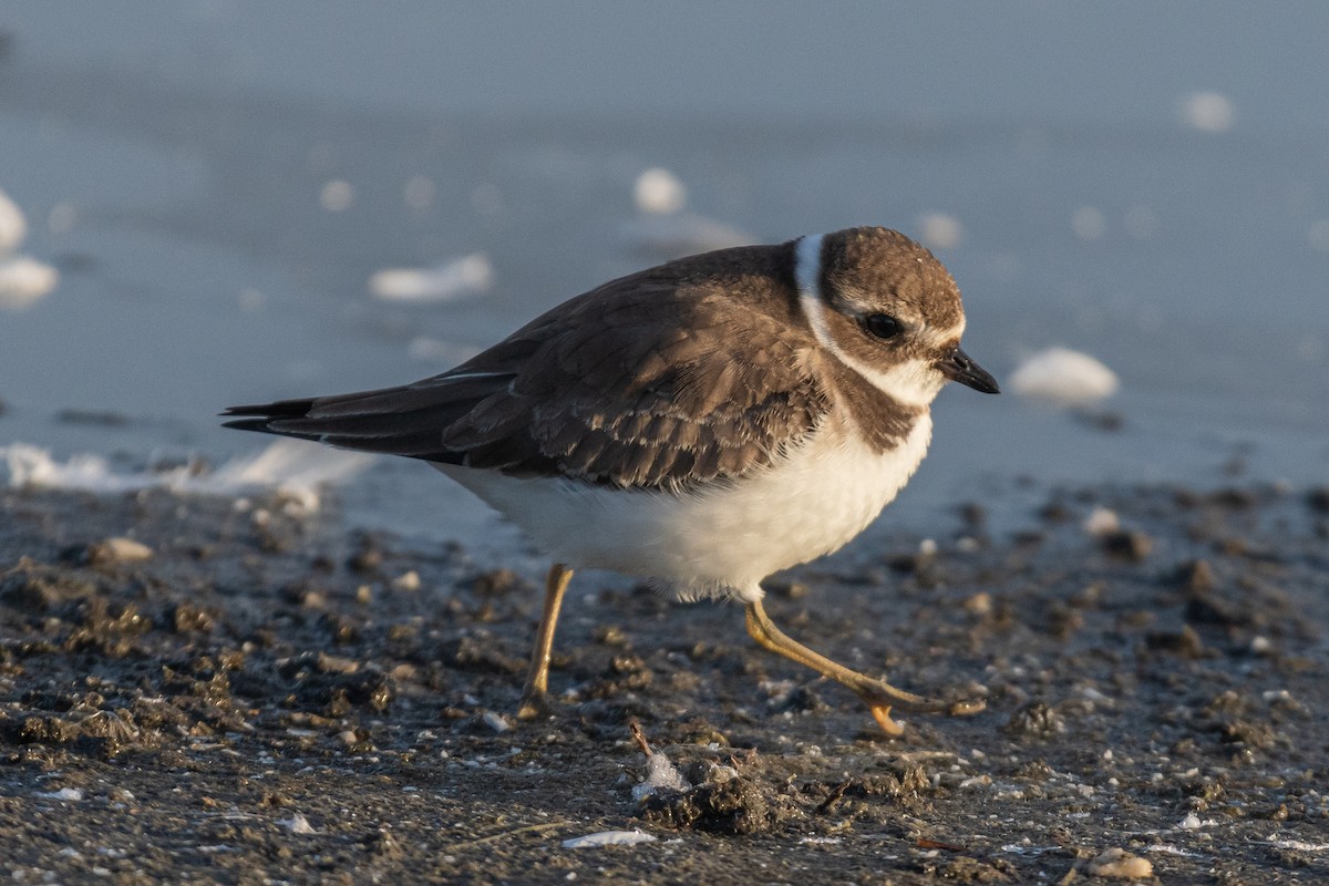 Semipalmated Plover - ML610157140