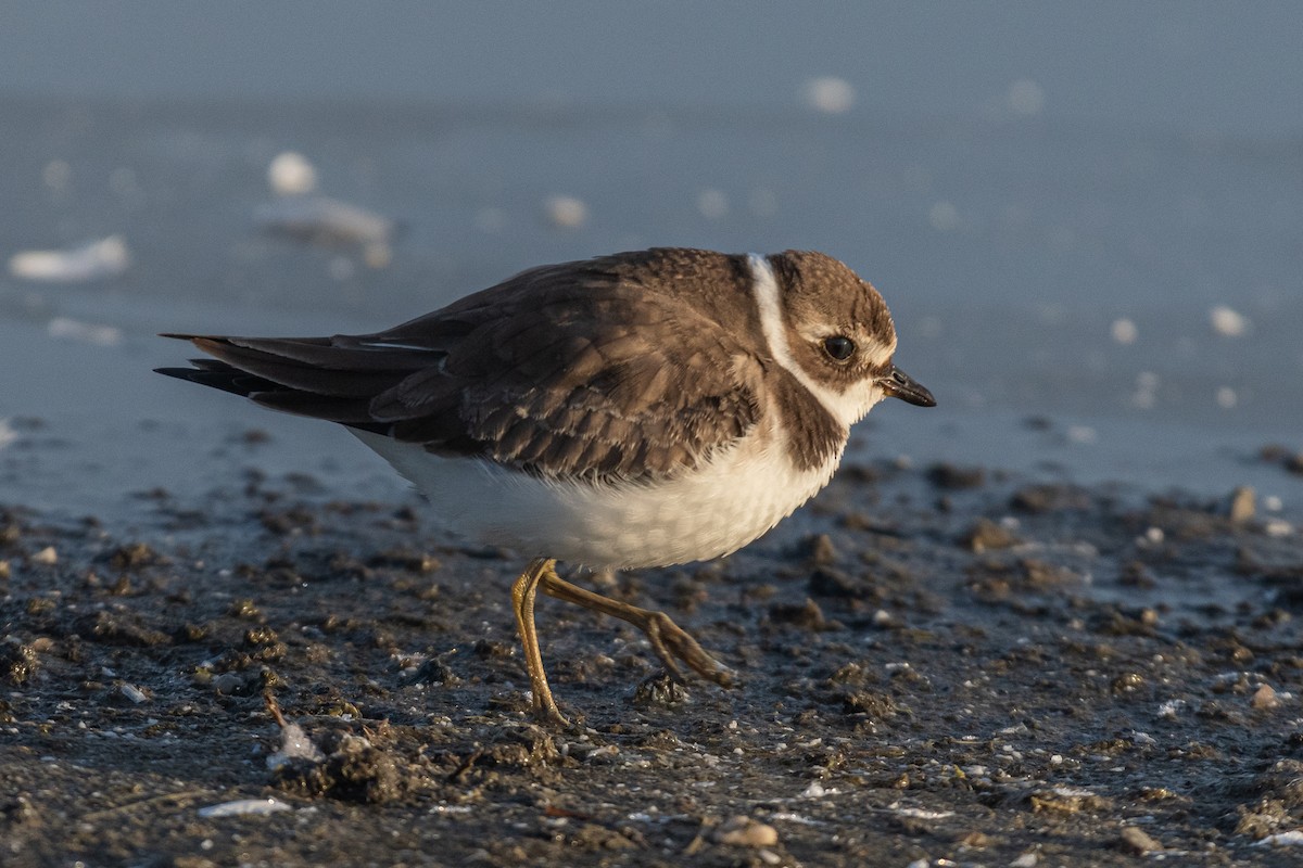 Semipalmated Plover - ML610157142