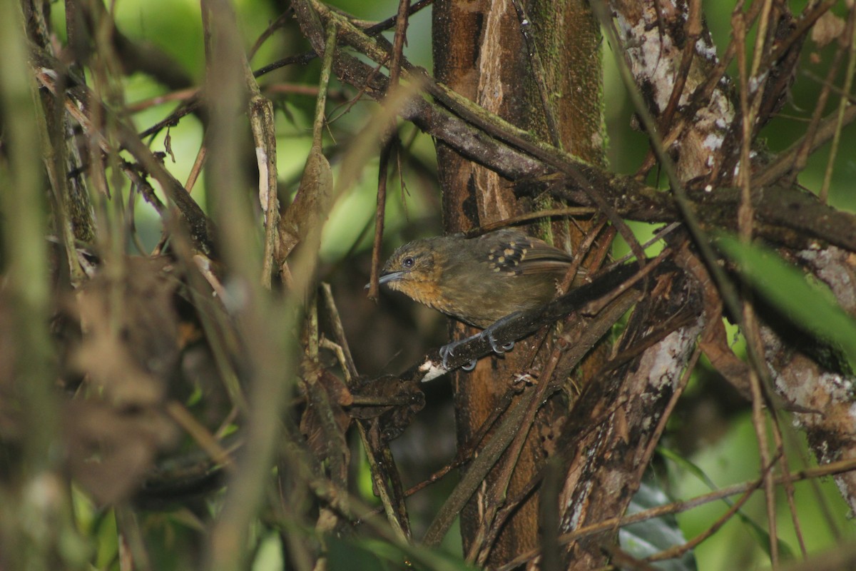 Foothill Stipplethroat - ML610157164