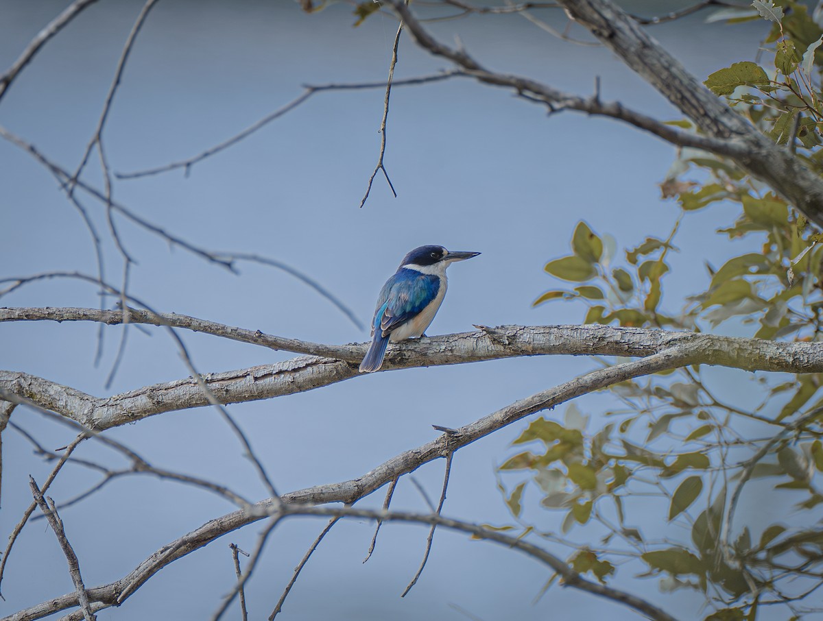 Forest Kingfisher - ML610157171