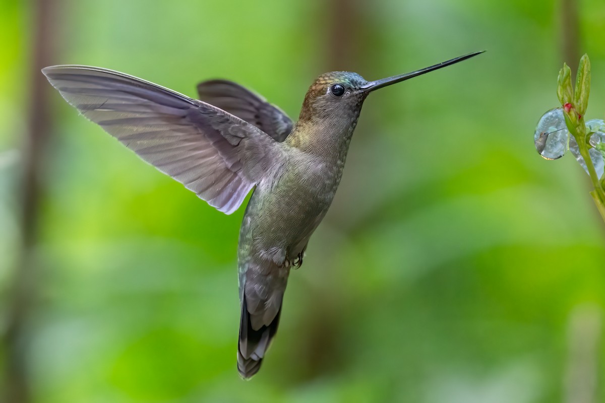 kolibřík zelenočelý - ML610157182
