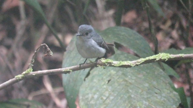 Little Pied Flycatcher - ML610157191