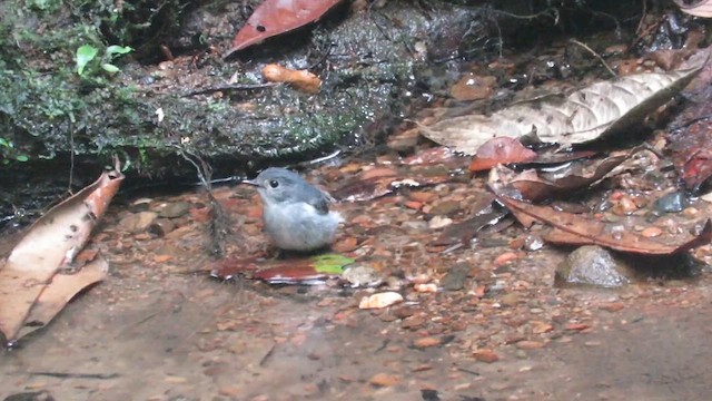 Little Pied Flycatcher - ML610157192