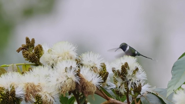 Blaukehl-Sternkolibri - ML610157203