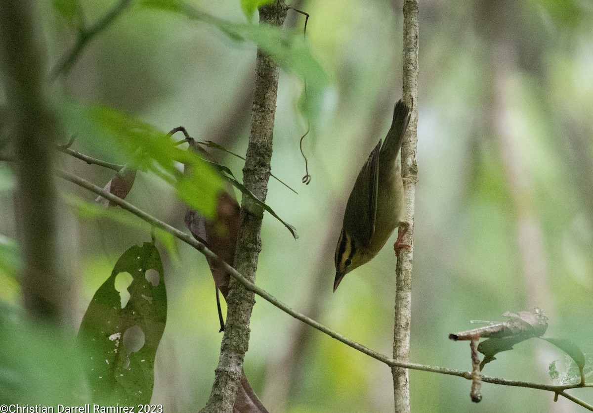 Worm-eating Warbler - ML610157208